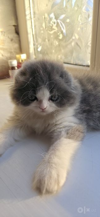 Продаётся мальчик скотиш фолд