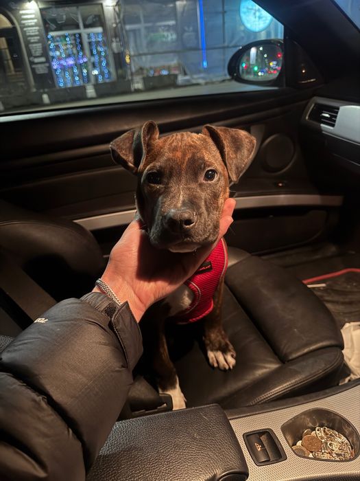 Продавам Американско були