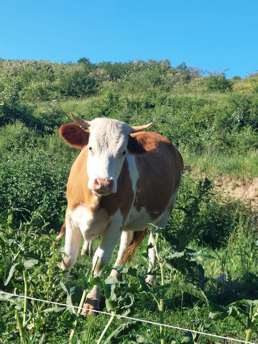 Vaci de vânzare.