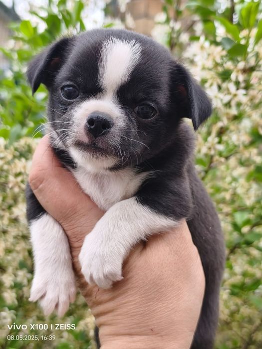 Очаровательные щенки чихуахуа.