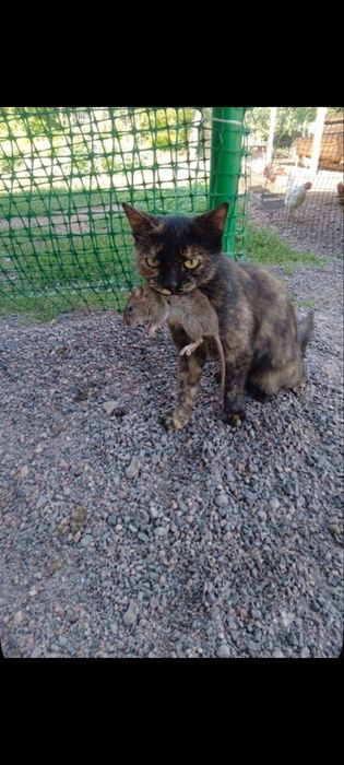 Отдам      котенка
