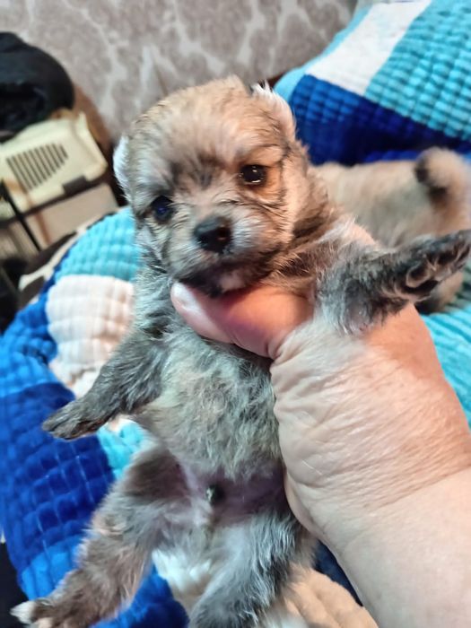 Щенки шпица  с бивером