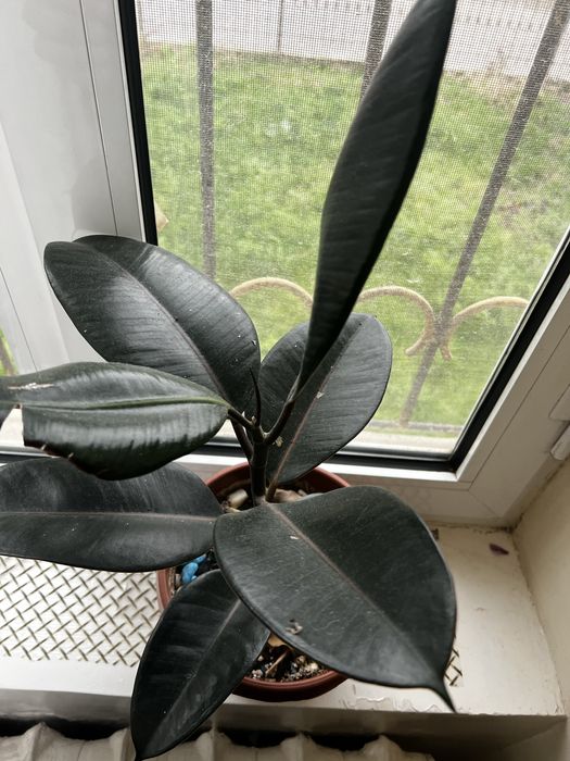 Фикус эластика абиджан