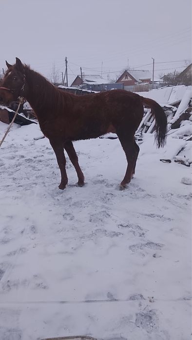 Продам жеребца полукровка