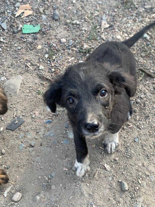 пристраиваются милые щенки