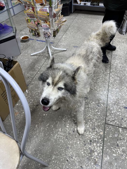 Отдам хаски в добрые руки