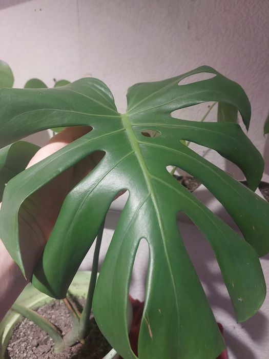 Продам цветок монстера, детка