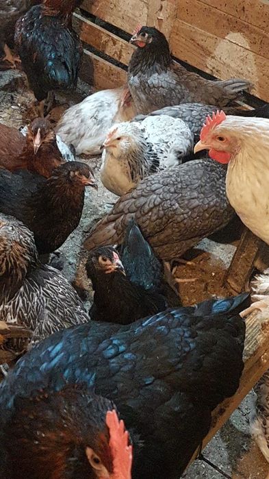 Ouă pentru incubație