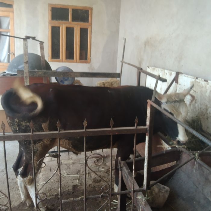 Ikkala buqani sotaman kelish tirib ham beramiz