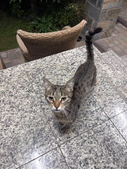Кошка, бенгал, 5 месяцев
