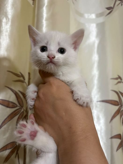 Отдам даром котят в добрые руки