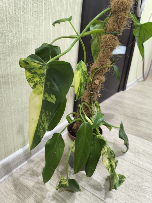 Филодендрон Доместикум