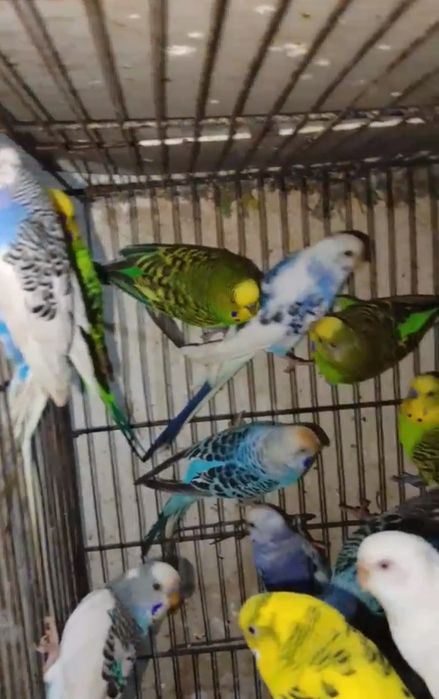 Волнистый попугай