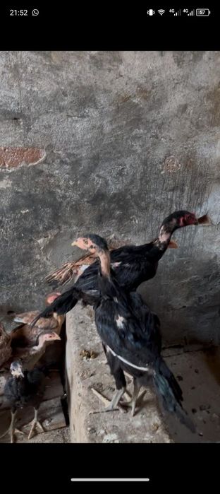 Продаются цыплята