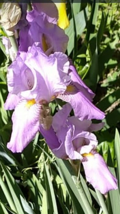 Ирисы, хризантемы и др.