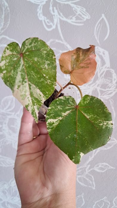 Комнатные цветы неприхотливые