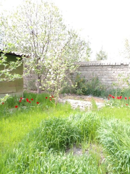 Дача в Янгиюльском р-не