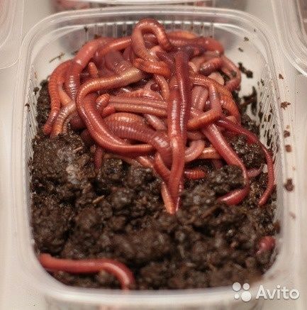Черви для рыбалки в контейнерах.