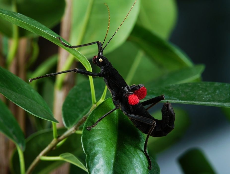 Peruphasma schultei – insectă băț exotică, exemplare vii