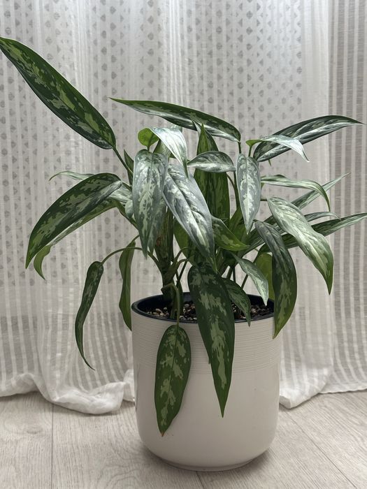 Аглаонема Мария продам