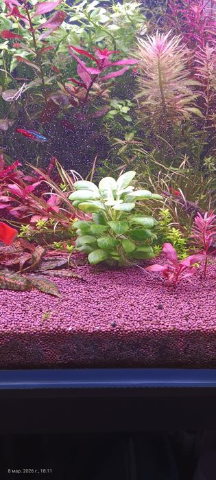 Растения для аквариума