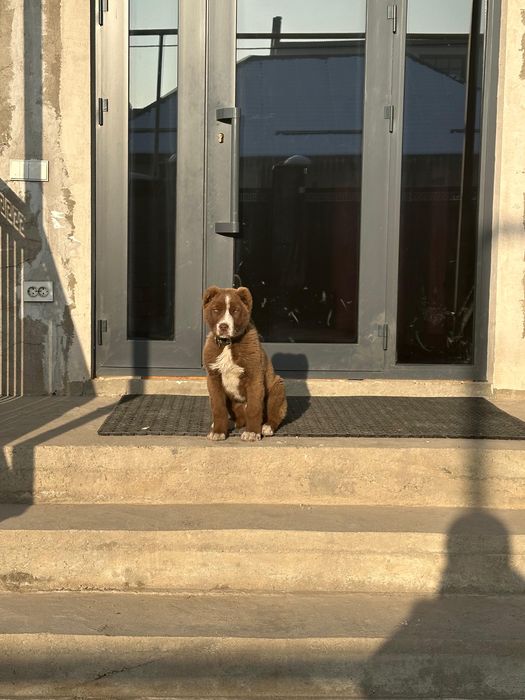 Щенок казахский тобет