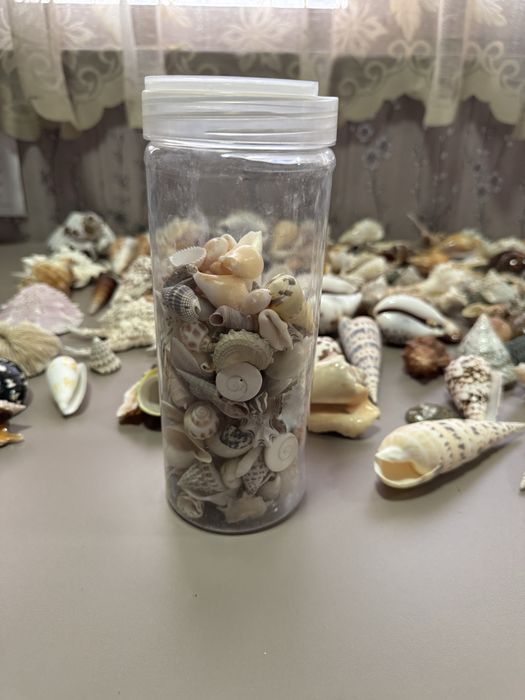Ракушки морские