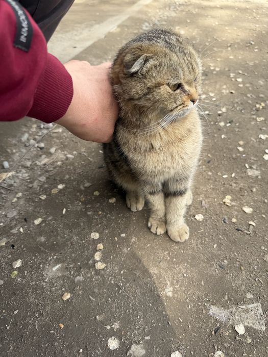 Продам в хорошие руки