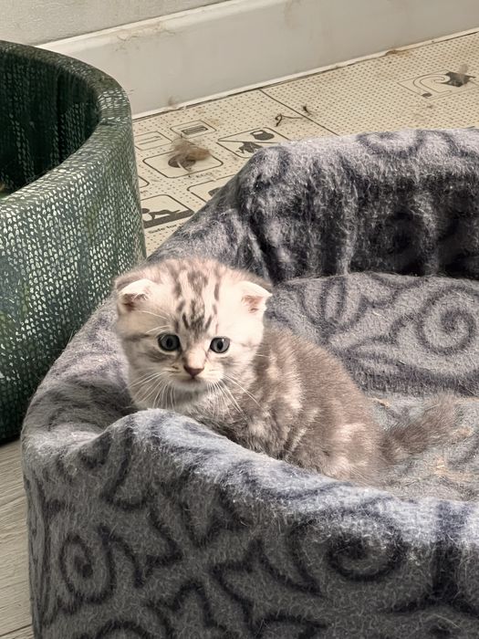 Котята британцы.
