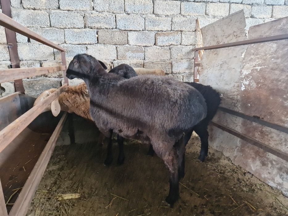 солу ва кучкор сотилади