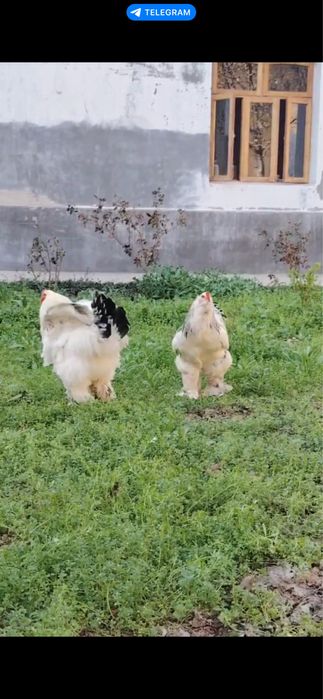 Brama xorozlar 3 dona, yirik, 6-7 oylik, sog‘lom