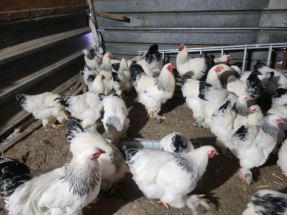 Cocosi si Gaini Brahma Light Alb cu negru