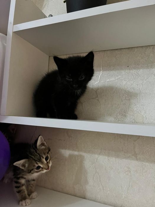 Дарим радость в дом!