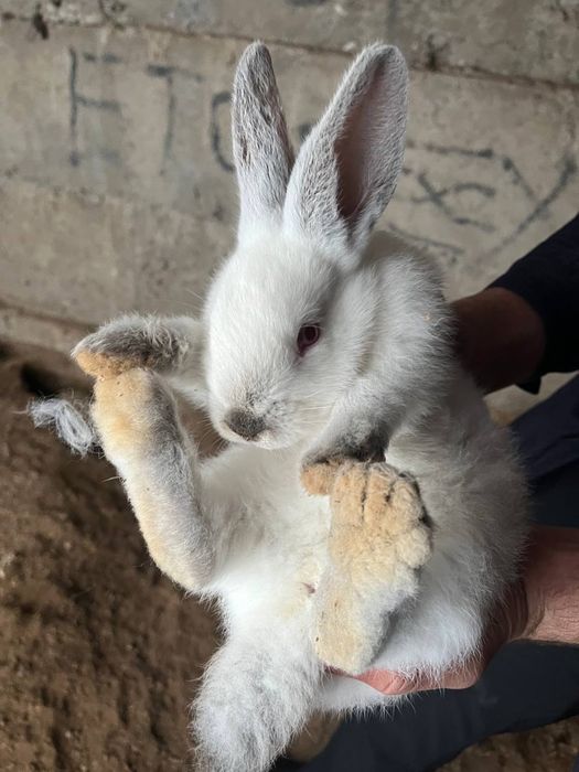 Кролики Голландские оптом