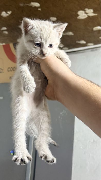 Отдам котят в хорошие руки