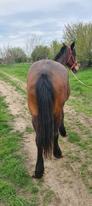 De vanzare iapa cu căruță