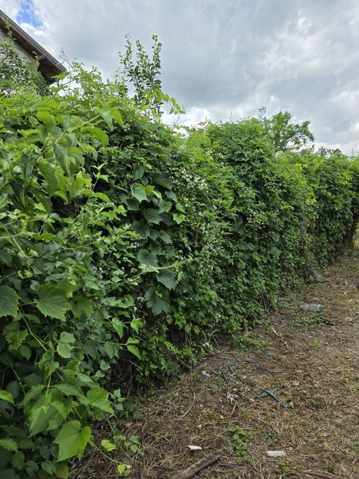 Casă de vânzare demolabilă, cu teren intravilan.