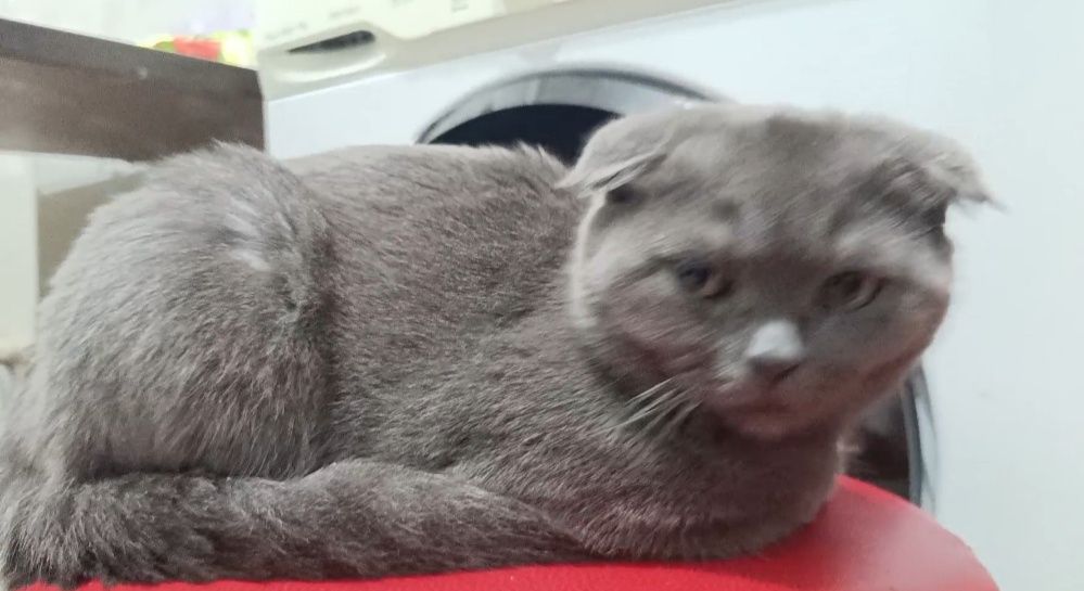 Котенок шотланка