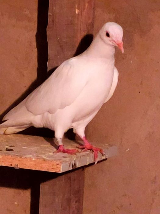 Голубей. Ооиптртригго