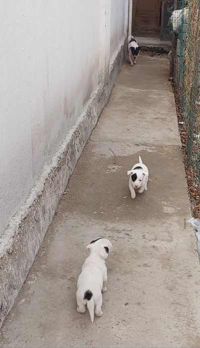 Щенки мелкие ,звонки