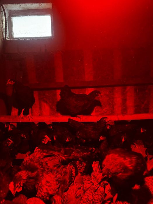 Продам курей домашних