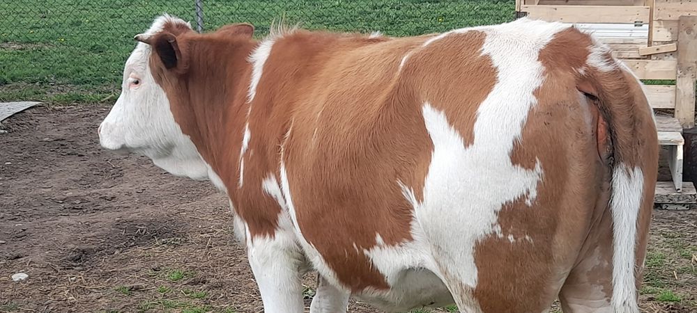 Balțată Românească 6500 are 374kg