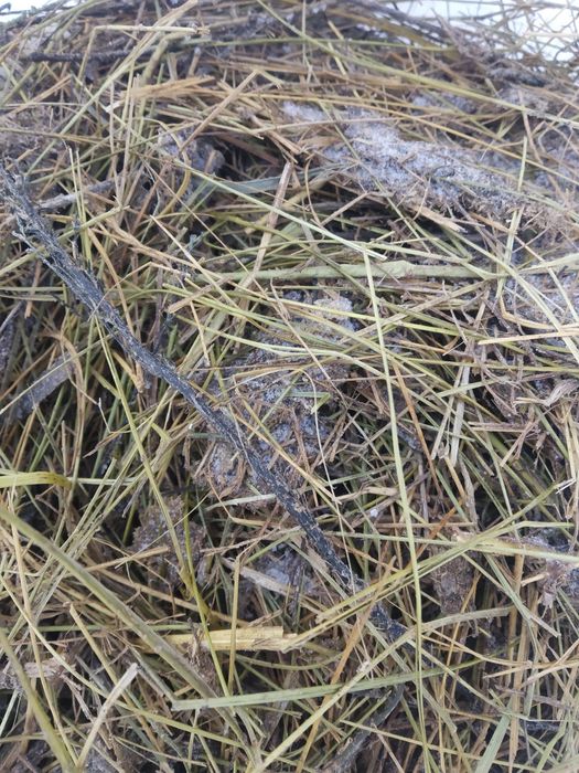 Отдам куриный навоз бесплатно