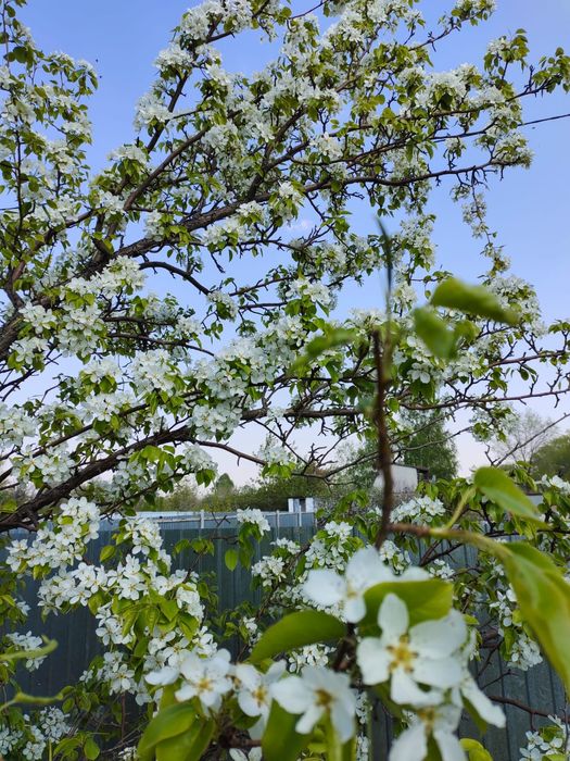 Продам дачу.  С/О Дружба.