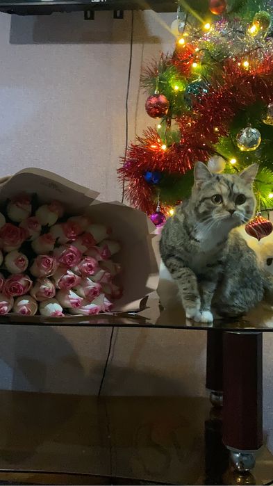 Пропала кошка девочка