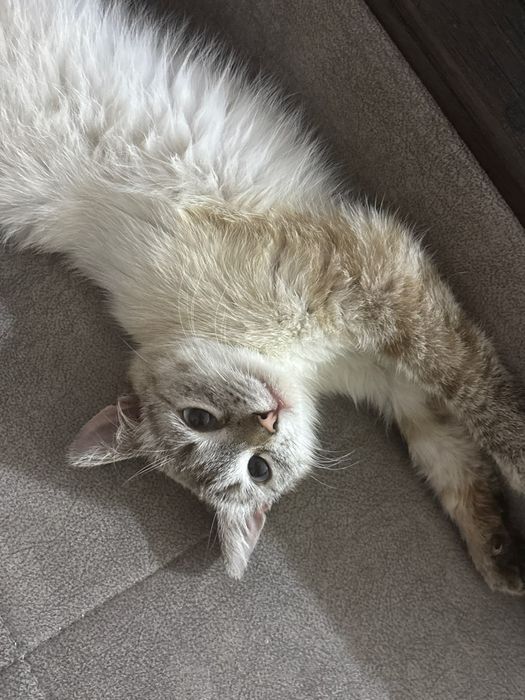 Кошечка ищет добрые руки