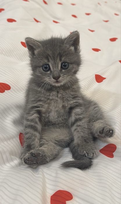 Кошка британская