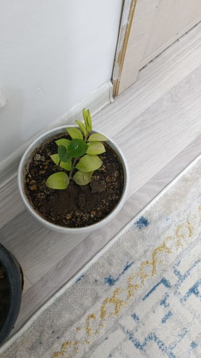 Гул сатылады.багасы келисимди