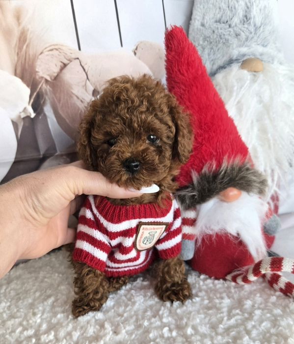 Пудел тийкъп ,пудел той с родословие