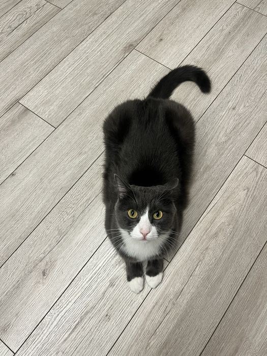 Отдаю кота в добрые руки